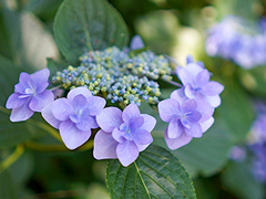 ネイチャートレラン