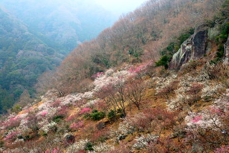 ネイチャートレラン幕山梅林と周辺の山